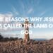 The Reasons Why Jesus Is Called The Lamb Of God