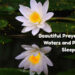 Beautiful Prayer for Still Waters and Peaceful Sleep