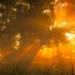 A Prayer for Serenity in the Midnight Hours – Finding Peace Before Sleep