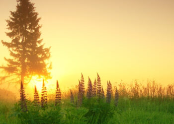 Evening Prayer to Remember God’s Goodness Before Sleep