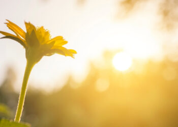 Morning Prayer to Keep Your Heart and Priorities Aligned