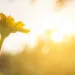 Morning Prayer to Keep Your Heart and Priorities Aligned