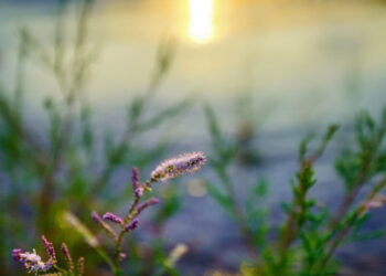 A Prayer For New Mercies Every Morning To Start Your Day With God’s Peace