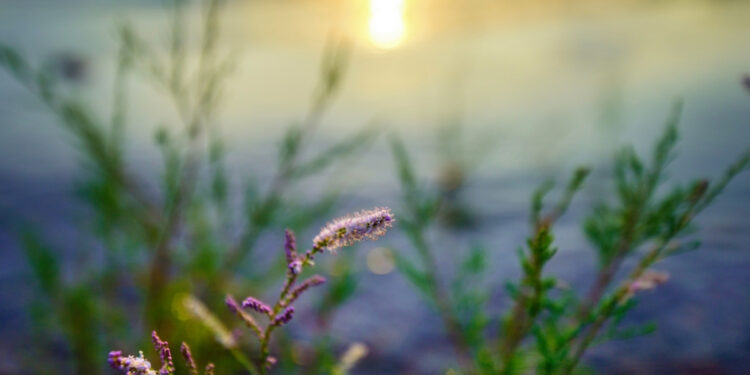 A Prayer For New Mercies Every Morning To Start Your Day With God’s Peace