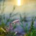 A Prayer For New Mercies Every Morning To Start Your Day With God’s Peace