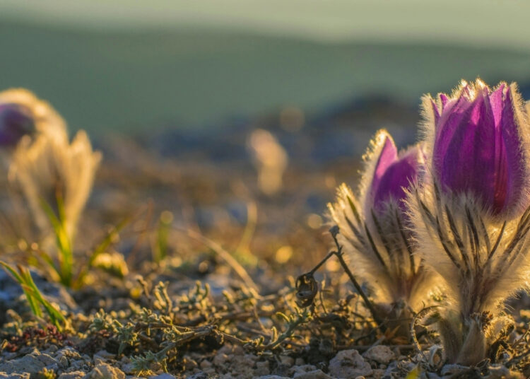 Morning Prayer for God’s Guidance: Peace and Direction